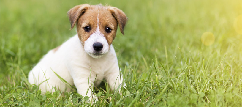 consigli per lavare il cucciolo di cane