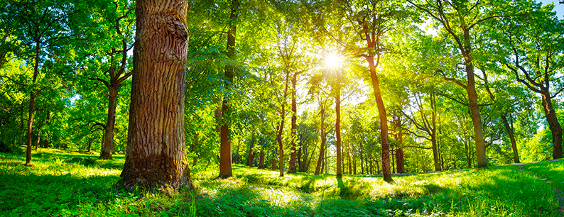 importanza tema ambientale giornata ambiente