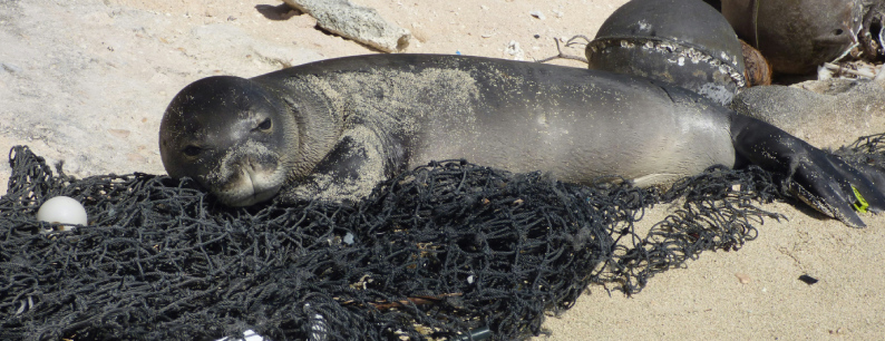 I danni dell'inquinamento plastico del mare