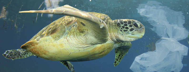 Liberi dalla plastica vuole un mare pulito e ambiente più sano