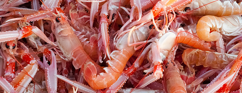 gli scampi sono irrimediabilmente legati al ciclo della plastica