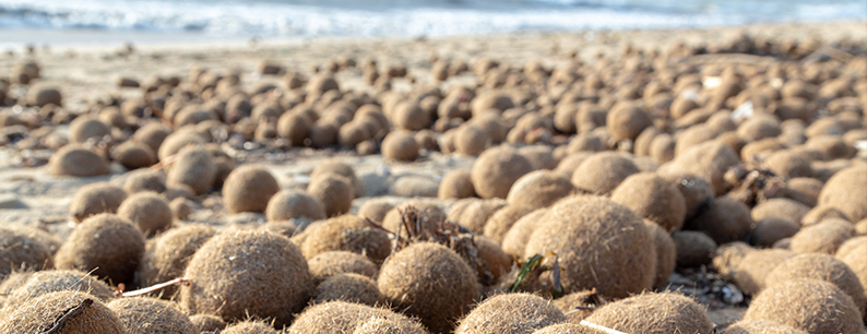 palle di Nettuno, create dalle praterie di Posidonia