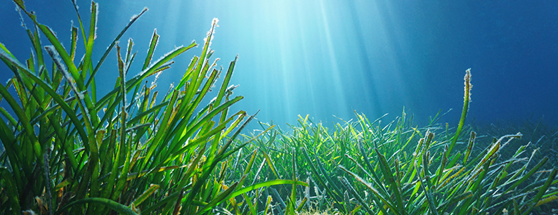 Le praterie di Posidonia raccolgono la plastica nei mari