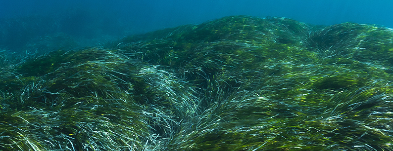 Praterie di Posidonia