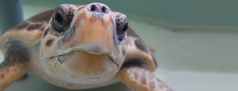 Scorza la tartaruga marina mascotte di liberi dalla plastica