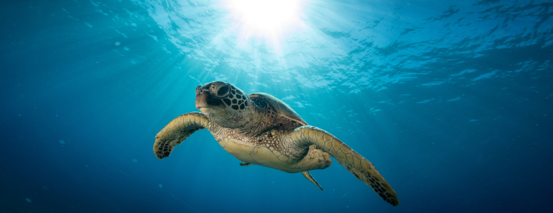 Il centro sperimentale per la tutela degli habitat Cestha si occupa della salvaguardia delle tartarughe marine